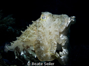 Cuttlefish by Beate Seiler 